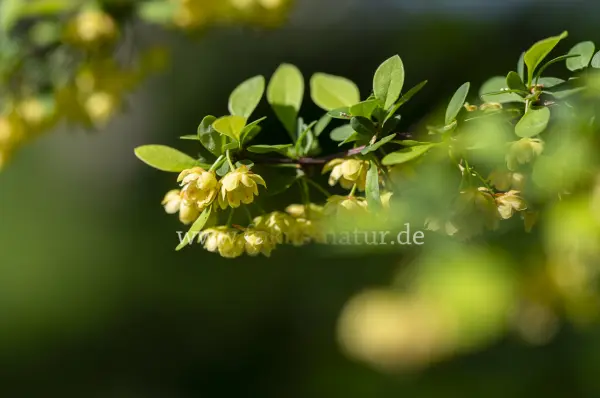 Fokus-Natur Bild