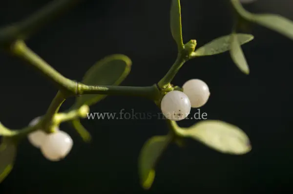 Fokus-Natur Bild