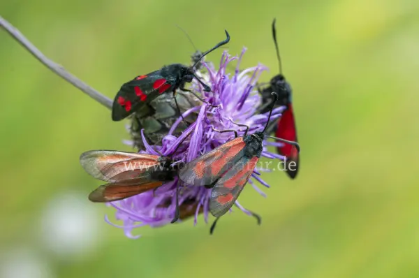 Fokus-Natur Bild