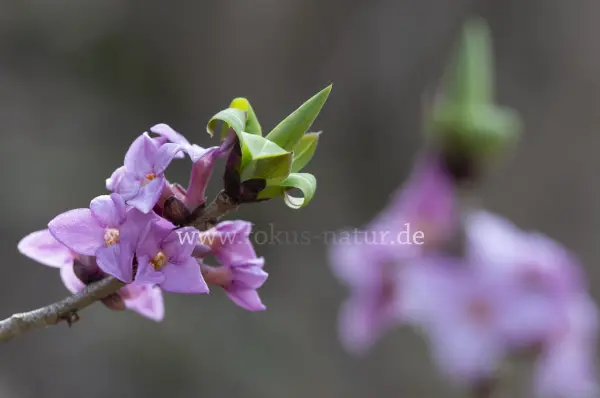 Fokus-Natur Bild