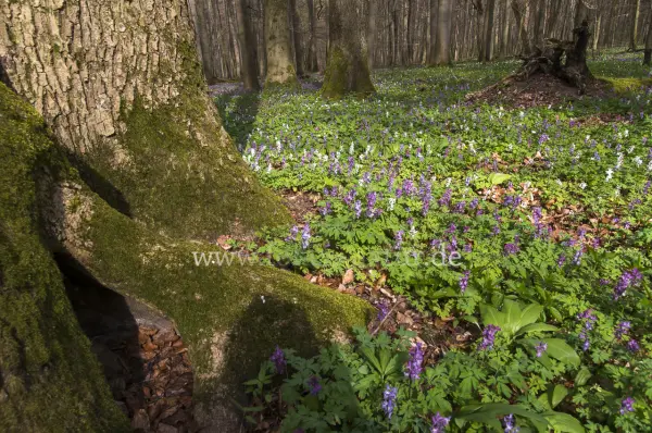Fokus-Natur Bild