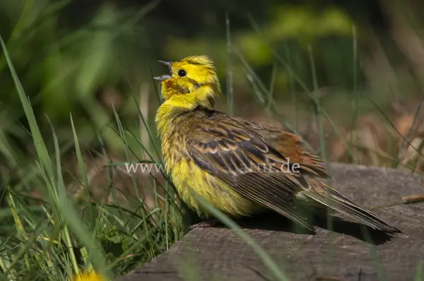 Fokus-Natur Bild
