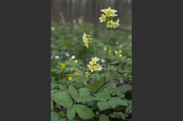 Fokus-Natur Bild