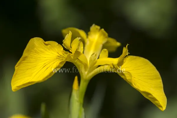 Fokus-Natur Bild