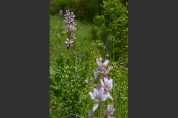 Fokus-Natur Bild