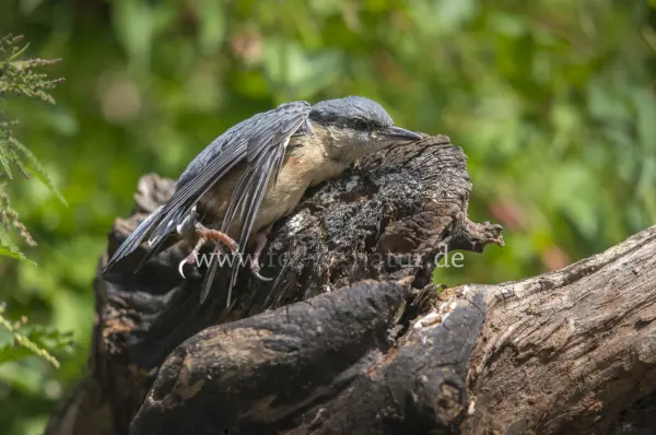 Fokus-Natur Bild