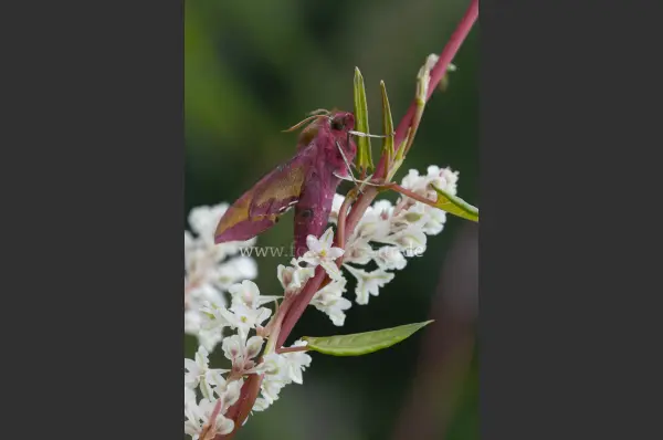 Fokus-Natur Bild