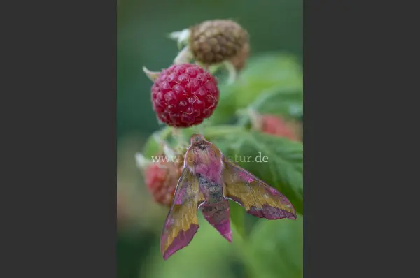 Fokus-Natur Bild