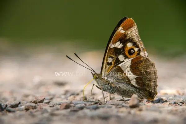 Fokus-Natur Bild
