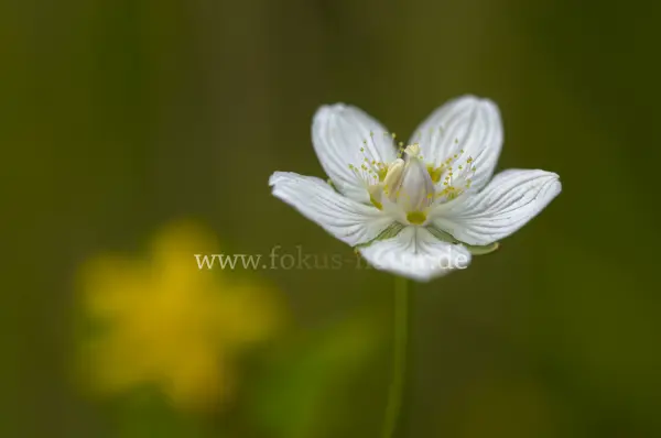 Fokus-Natur Bild