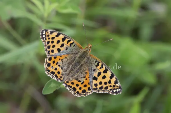 Fokus-Natur Bild