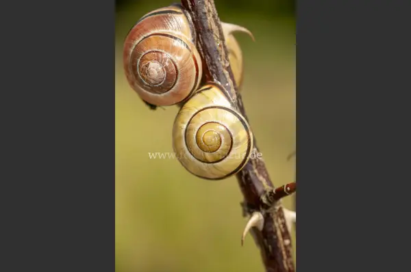Fokus-Natur Bild