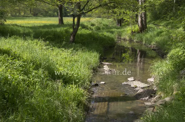 Fokus-Natur Bild