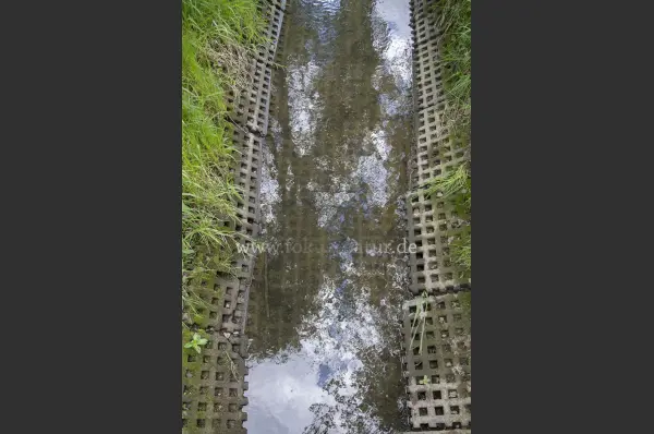 Fokus-Natur Bild