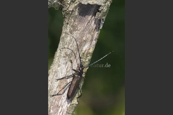 Fokus-Natur Bild