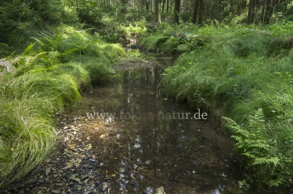 Fokus-Natur Bild