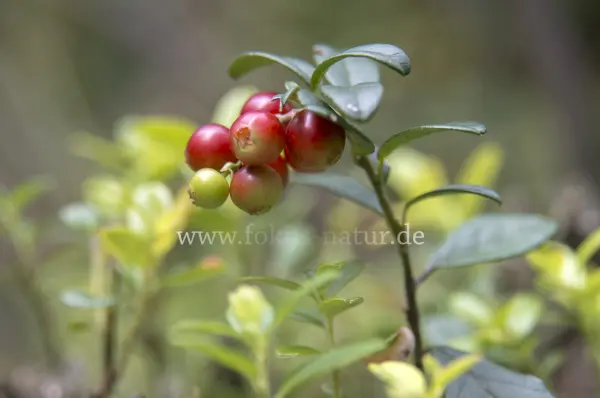 Fokus-Natur Bild