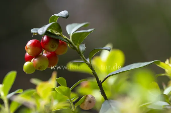 Fokus-Natur Bild