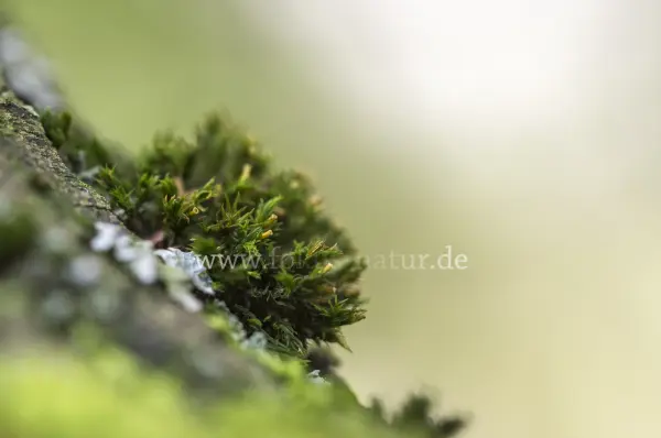 Fokus-Natur Bild