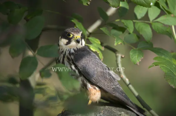 Fokus-Natur Bild