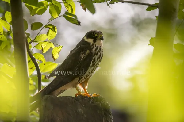 Fokus-Natur Bild