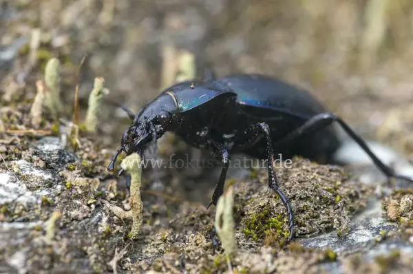 Fokus-Natur Bild