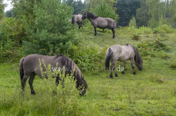 Fokus-Natur Bild