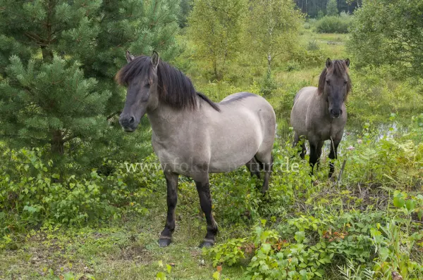 Fokus-Natur Bild