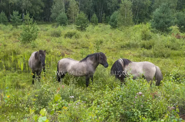 Fokus-Natur Bild