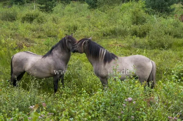 Fokus-Natur Bild