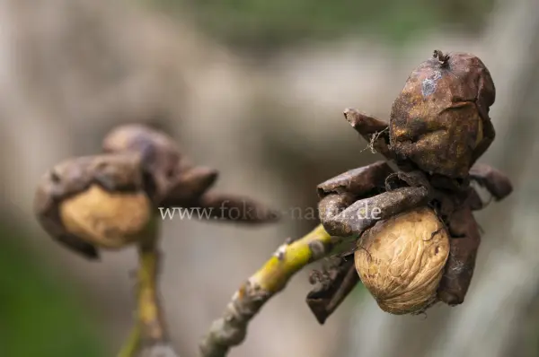 Fokus-Natur Bild
