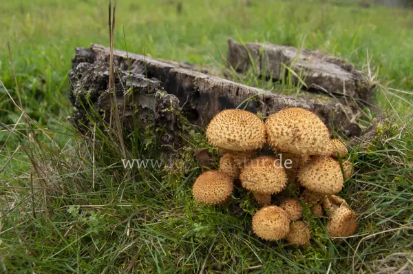 Fokus-Natur Bild