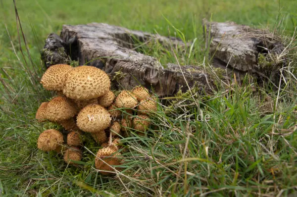 Fokus-Natur Bild