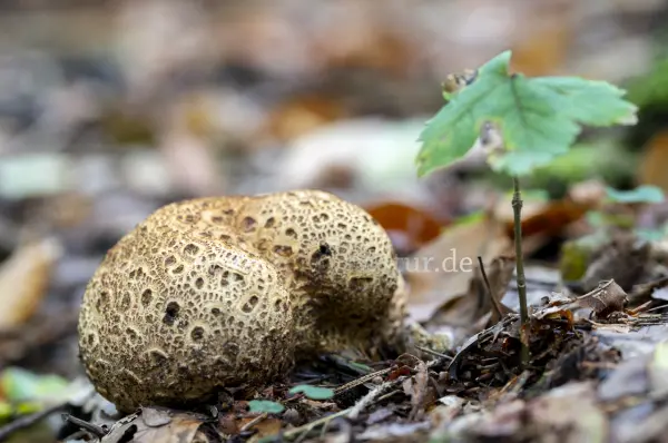 Fokus-Natur Bild