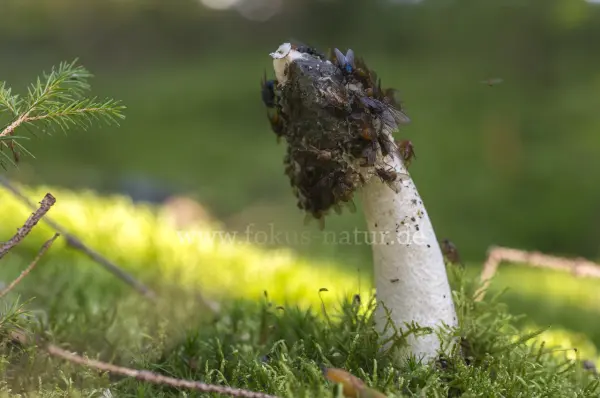 Fokus-Natur Bild