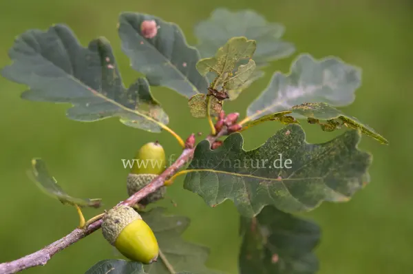 Fokus-Natur Bild