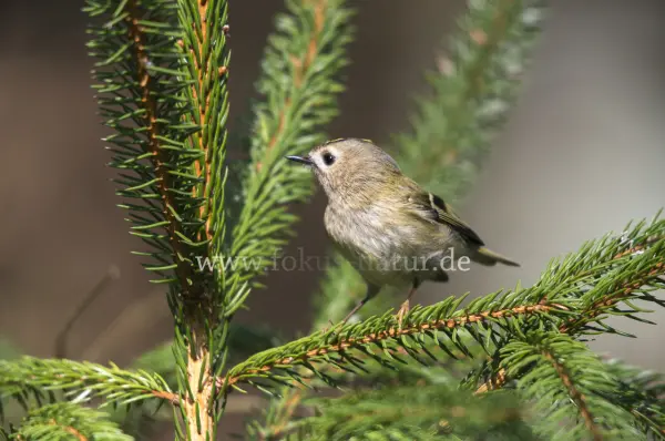 Fokus-Natur Bild