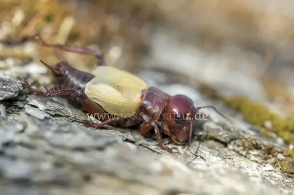 Fokus-Natur Bild