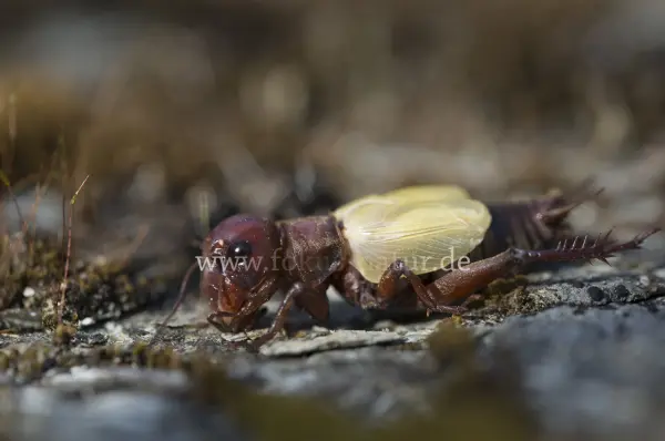 Fokus-Natur Bild