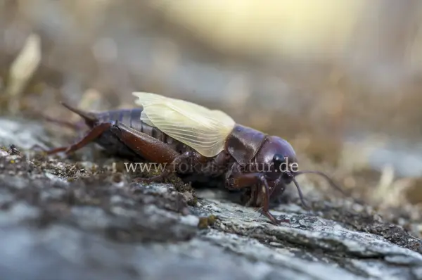 Fokus-Natur Bild