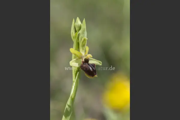 Fokus-Natur Bild
