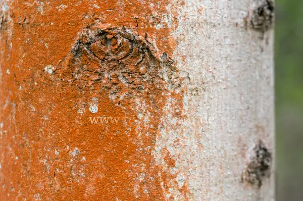 Fokus-Natur Bild
