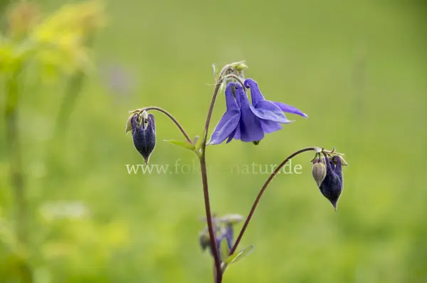 Fokus-Natur Bild