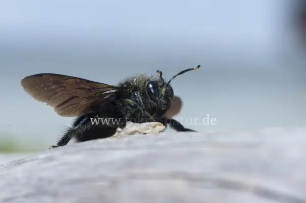 Fokus-Natur Bild