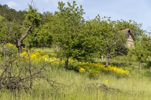 Fokus-Natur Bild