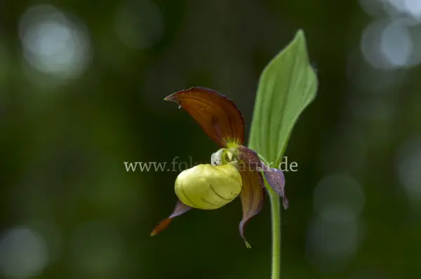 Fokus-Natur Bild
