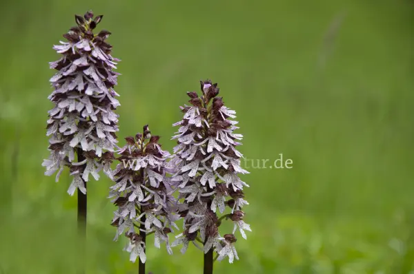 Fokus-Natur Bild