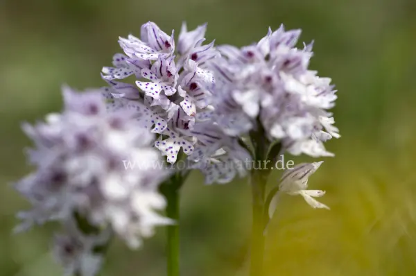 Fokus-Natur Bild