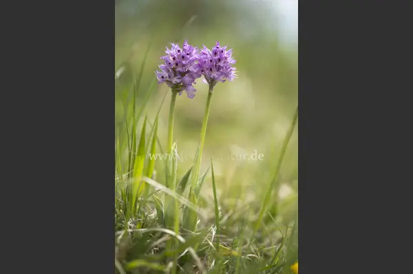 Fokus-Natur Bild