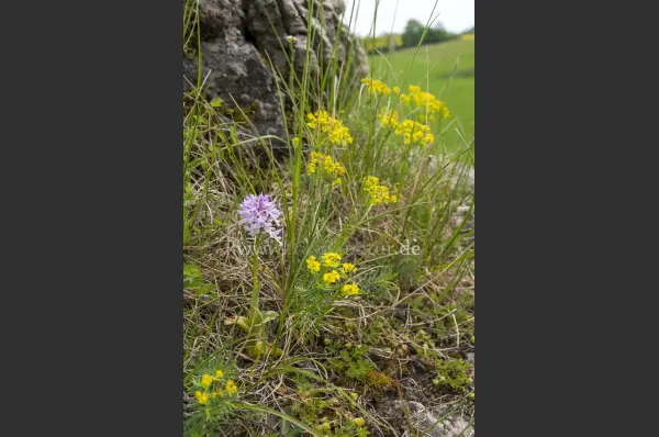 Fokus-Natur Bild